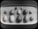 Image of Eggs, Various Kinds